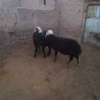 فروش ۴راس قوچ قره چال