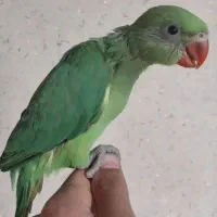 پرنده جوجه مینا