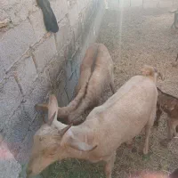 بز صلاله|حیوانات مزرعه|حمیدیه, |دیوار