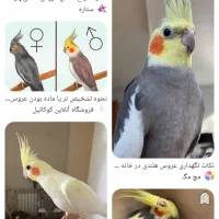 عروس هلندی پیدا شده