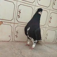کبوتر|پرنده|شیراز, ستارخان|دیوار