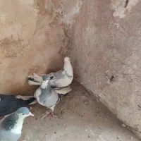 کفتر گرفتنی