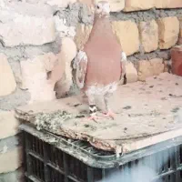 ماده میولمنز مسافتی