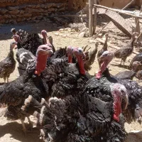 بوقلمون برنز  مولد