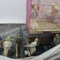 عروس هلندی لوتینو