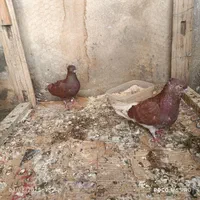 ۲جفت کفتر به شرت تخم و جوجه