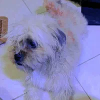 پت خونگی|سگ|مشهد, حیدرآباد|دیوار