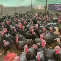بوقلمون