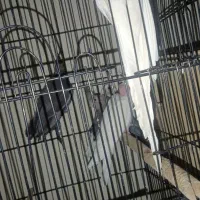 جوجه هلندی|پرنده|شیراز, کوشک میدان|دیوار