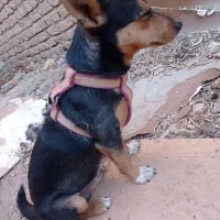 سگ پا کوتاه