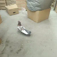 ۶ عدد کبوتر به قیمت مناسب|پرنده|ارومیه, |دیوار