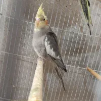 عروس هلندی