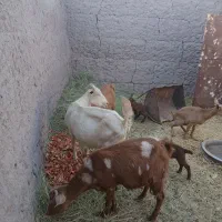 فروشی|حیوانات مزرعه|نرماشیر, |دیوار