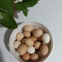 تخم مرغ رسمی