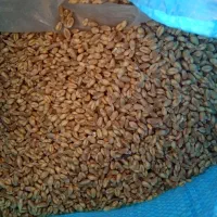 گندم بسیار تمیزوچاق