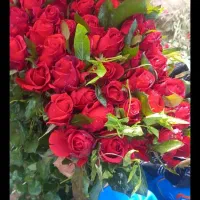 گل رز ایرانی