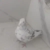 هفت رنگ کاکلی نربه شرط پرش|پرنده|سبزوار, قصبه شرقی|دیوار