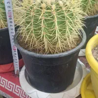 کاکتوس اچینو تیغ زرد سطل ۳|گل و گیاه طبیعی|باسمنج, |دیوار