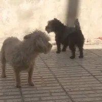 حیوانات سگ پاکوتاه