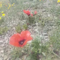 زمین فروشی..عکس تزئینی میباشد