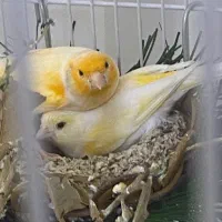 قناری جفت آماده