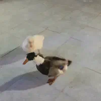 دو عدد اردک