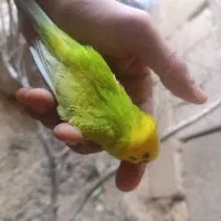 مرغ عشق رفته آبی