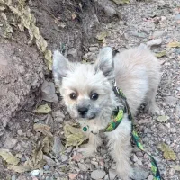 سگ واگذار میشود|سگ|کرمان, |دیوار