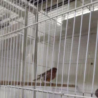 قناری|پرنده|نیشابور, مبارکه|دیوار