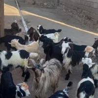 ۲۰تا بیگ