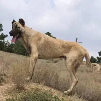 توله سگ سرابی