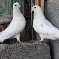 کبوتر دمگیر|پرنده|هرند, |دیوار