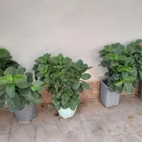 گل و گیاه|گل و گیاه طبیعی|دلیجان, |دیوار