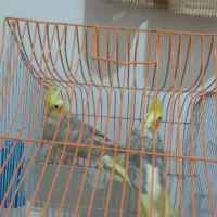 طوطی عروس جفت نر و ماده