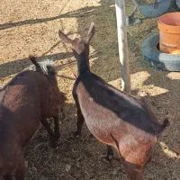 بز مورسیا|حیوانات مزرعه|جیرفت, |دیوار