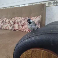 سهره جوجه کشی خودم