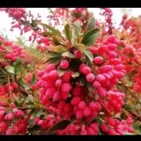 زرشک قائنات