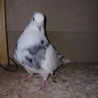 کبوتر طوقی|پرنده|خرمدره, |دیوار