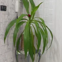 گل فروش