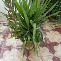 گل بنسای یوکا بزرگ و زیبا|گل و گیاه طبیعی|شیراز, دارالرحمه|دیوار