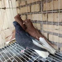 فروش یک جفت کبوتر اشعل سرخ
