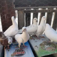 تعدادی کبوتر تهرونی ، دمگیر و ..