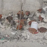 مرغ تخم گذار گلپایگانی و بوقلمون|حیوانات مزرعه|قرچک, شهرک صنعتی کارا|دیوار