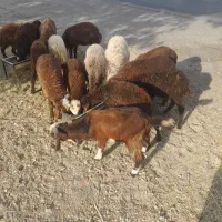 بره ریزقلم افشاری