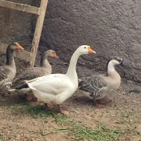 غوغاز چینی و غاز|حیوانات مزرعه|حمیدیه, |دیوار