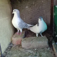 یک جفت ساده