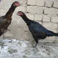 مرغ لاری