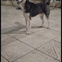 هاسکی