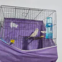 قناری موزاییکی|پرنده|محمدشهر, شهرک پیام (مهرالبرز)|دیوار