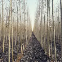 سرمایه‌ای پایدار و سودآور برای زمین شما